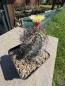 Preview: Astrophytum capricorne